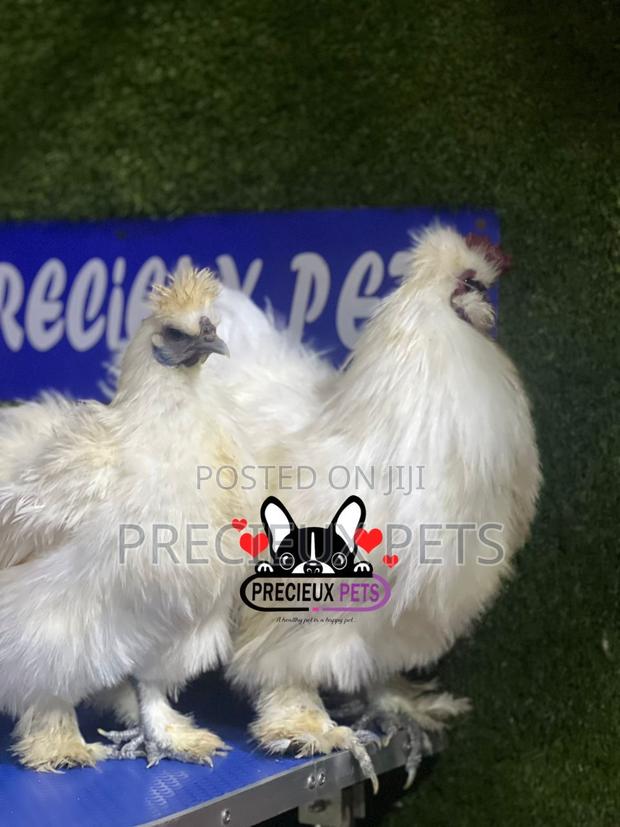 1 Pair of Silkie Bantam Chicken · Photo 4