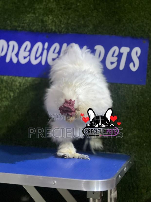 Male Silkie Bantam Chicken · Photo 1