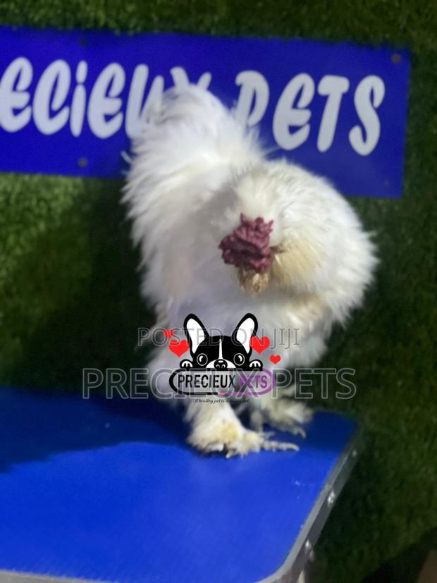 Male Silkie Bantam Chicken · Photo 2