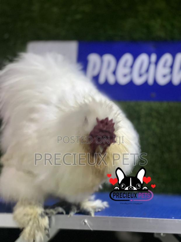 Male Silkie Bantam Chicken · Photo 4
