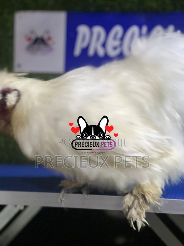 Male Silkie Bantam Chicken · Photo 3