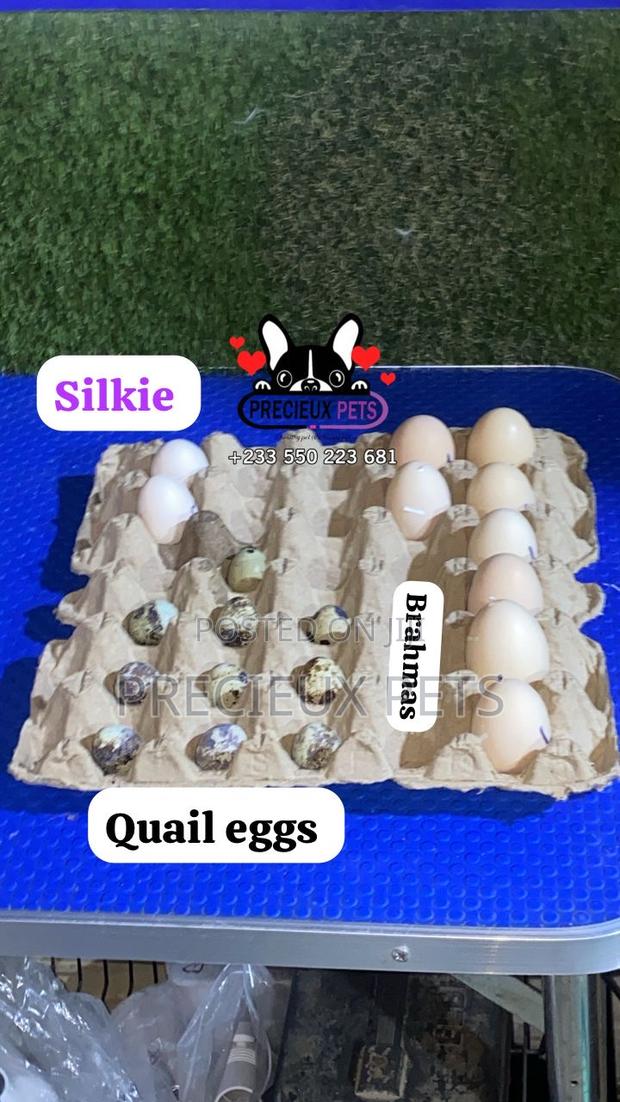 Fertilized Eggs (Silkie Bantam-Quails Birds-Brahms Chicken) · Photo 1
