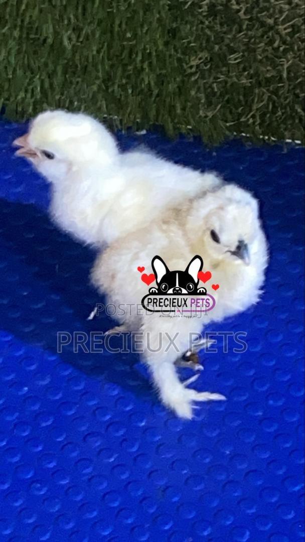 1-7 Days Old Silkie Bantam Chicken · Photo 1