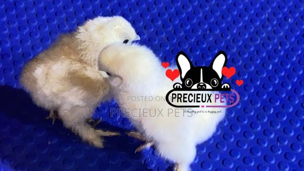 1-7 Days Old Silkie Bantam Chicken · Photo 2
