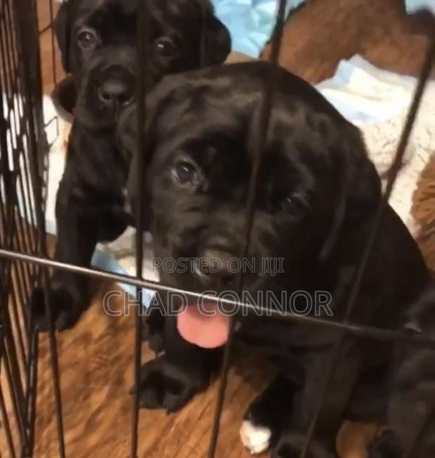 1-3 months Male Purebred Cane Corso · Photo 1
