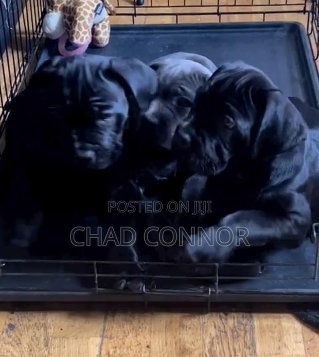 1-3 months Male Purebred Cane Corso · Photo 3