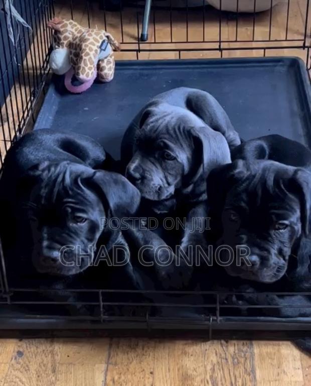 1-3 months Male Purebred Cane Corso · Photo 2