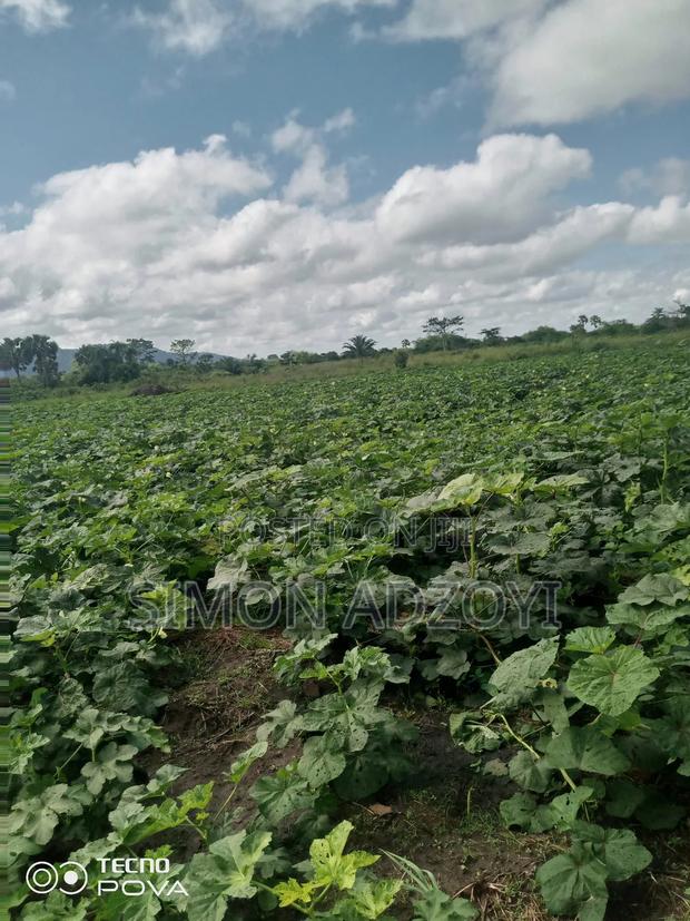 100 Acres Available for Sale · Photo 3