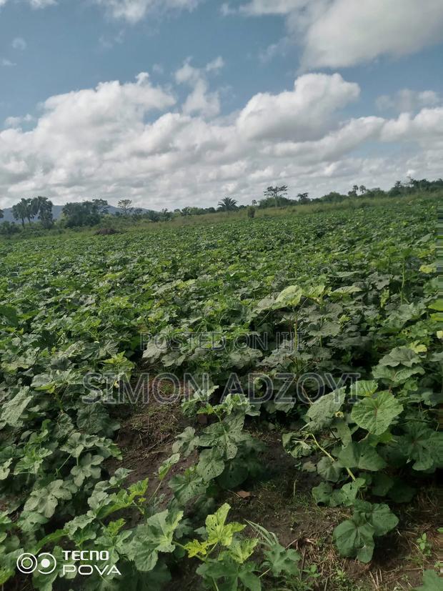 100 Acres Available for Sale · Photo 4
