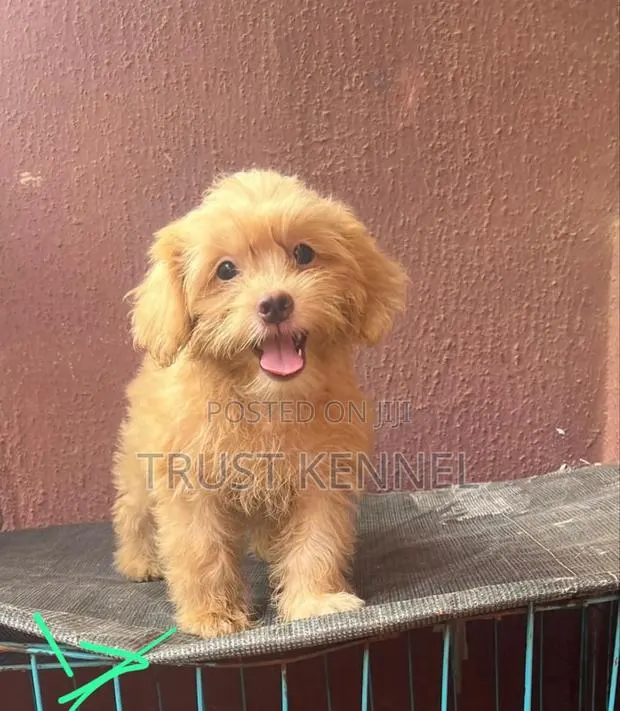 1-3 months Male Purebred Poodle · Photo 1