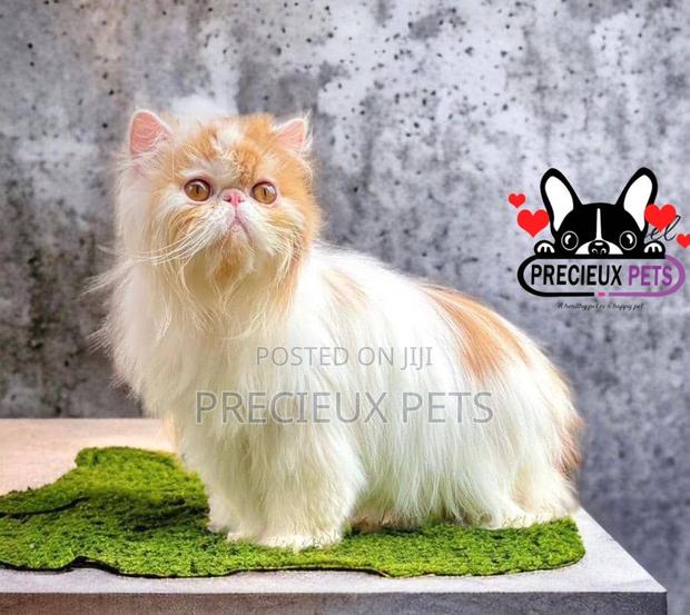 1+ year Male Purebred Persian · Photo 1