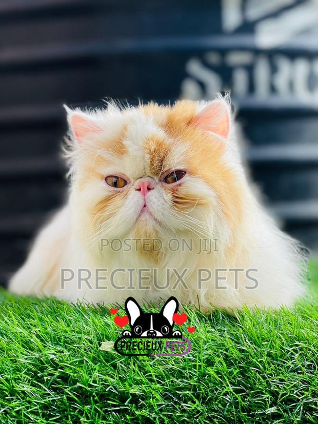1+ year Male Purebred Persian · Photo 2
