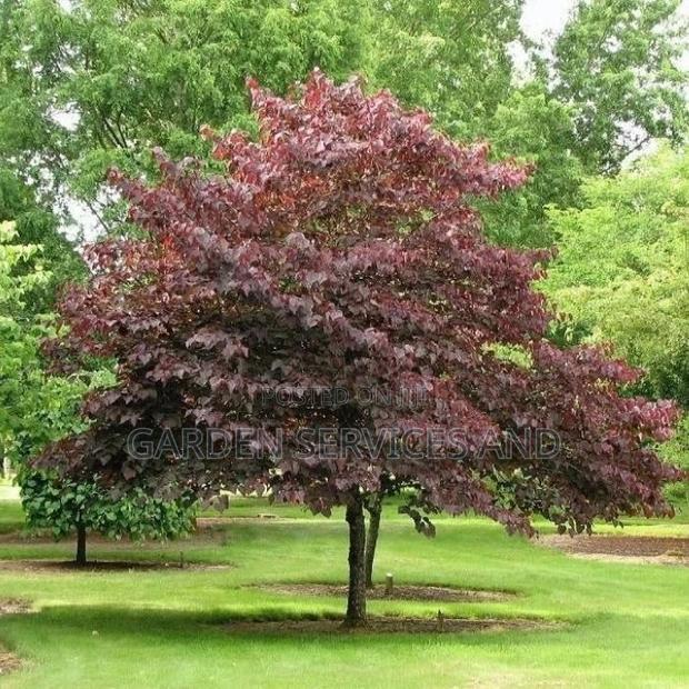 Burgundy Tree Available for Sale · Photo 1