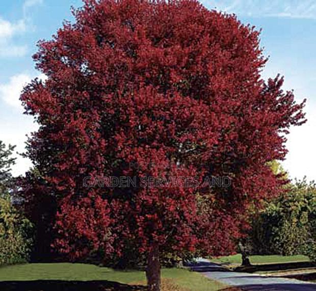 Burgundy Tree Available for Sale · Photo 2