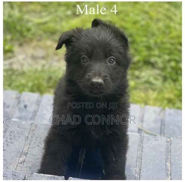 1-3 months Male Purebred German Shepherd · Photo 2