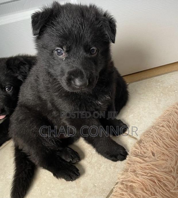 1-3 months Male Purebred German Shepherd · Photo 4