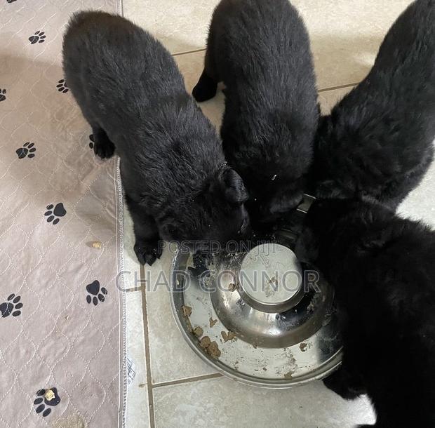 1-3 months Male Purebred German Shepherd · Photo 5