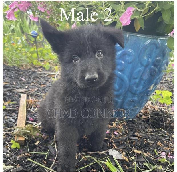 1-3 months Male Purebred German Shepherd · Photo 3
