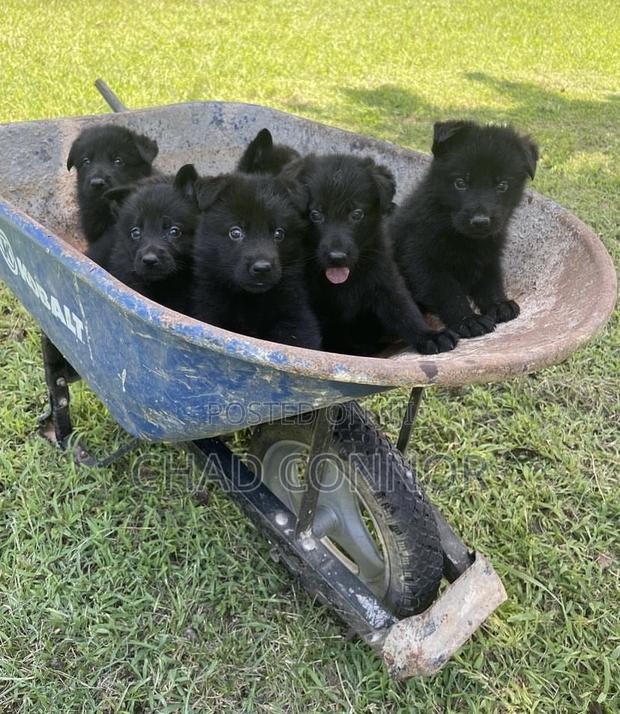 1-3 months Male Purebred German Shepherd · Photo 1