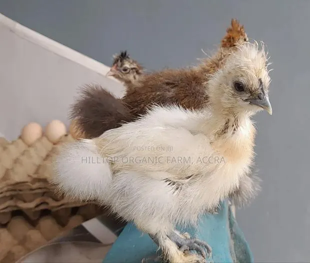 Silkie Chicks(200gh) and Fertile Eggs$(30gh) for Sale · Photo 1