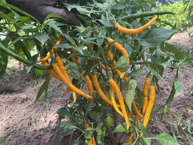 African Yellow Chilli Pepper, Non Hybrid, High Yielding · Photo 1