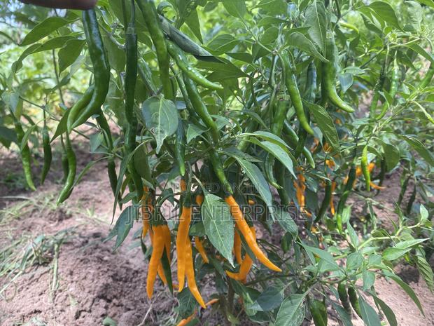African Yellow Chilli Pepper, Non Hybrid, High Yielding · Photo 2