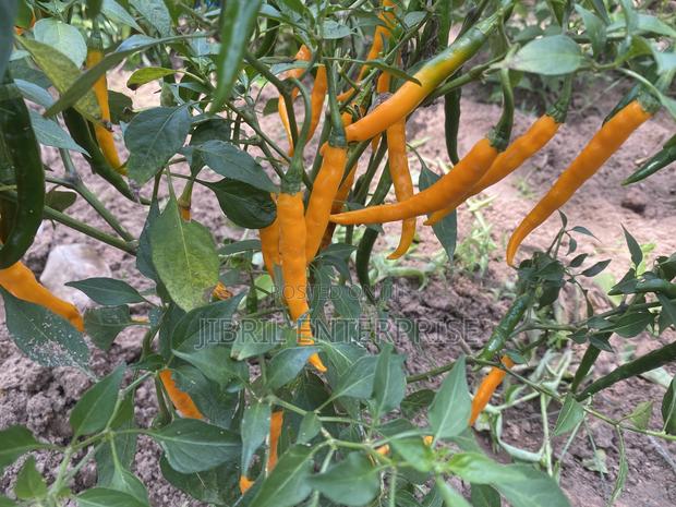 African Yellow Chilli Pepper, Non Hybrid, High Yielding · Photo 3