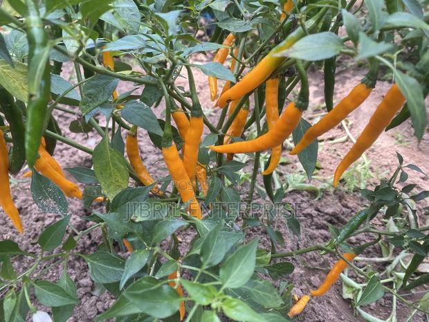 African Yellow Chilli Pepper, Non Hybrid, High Yielding · Photo 4