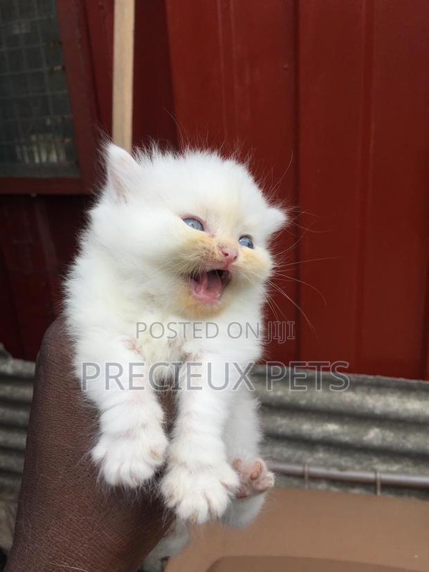1-3 months Male Purebred Persian · Photo 3