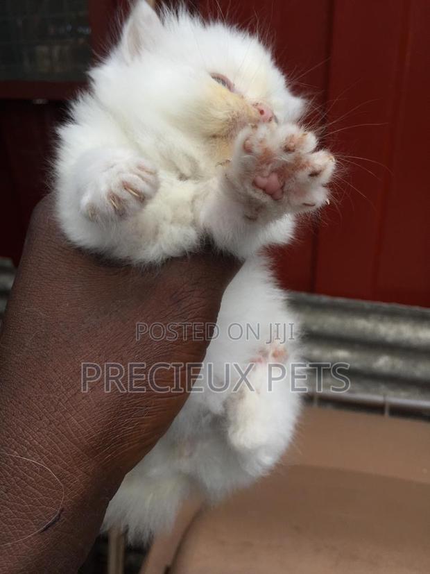 1-3 months Male Purebred Persian · Photo 2