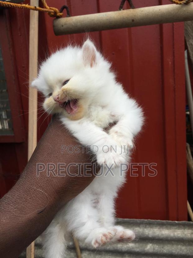 1-3 months Male Purebred Persian · Photo 1