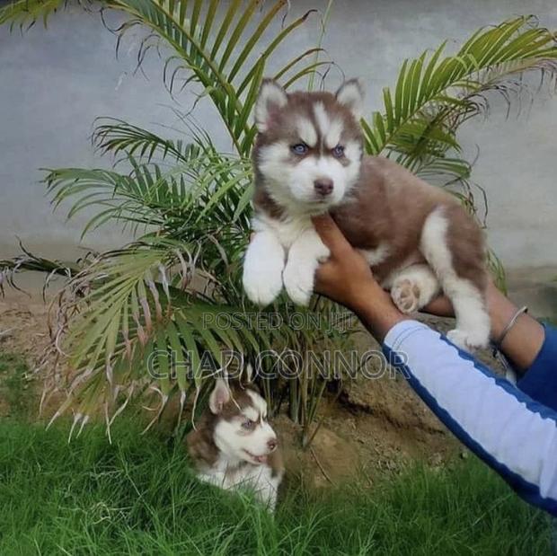 1-3 months Male Purebred Siberian Husky · Photo 2