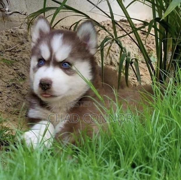 1-3 months Male Purebred Siberian Husky · Photo 1