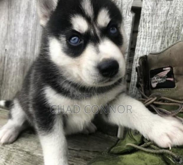 1-3 months Male Purebred Siberian Husky · Photo 3