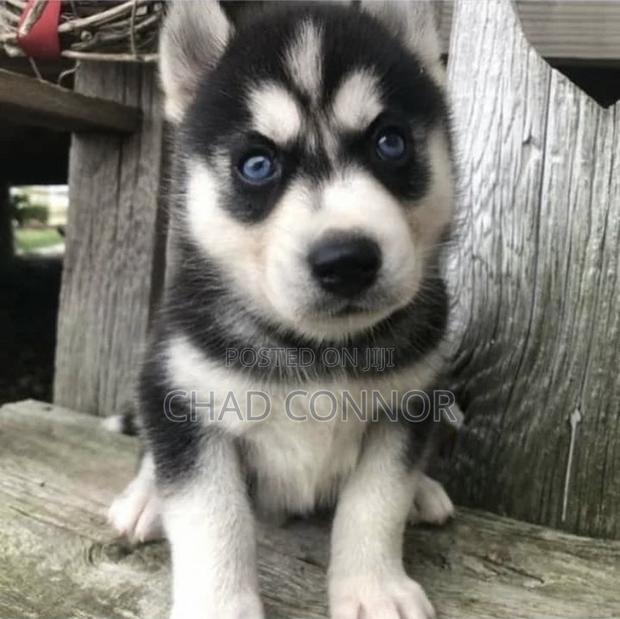 1-3 months Male Purebred Siberian Husky · Photo 4