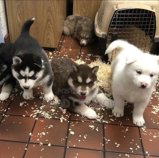 1-3 months Male Purebred Siberian Husky · Photo 5