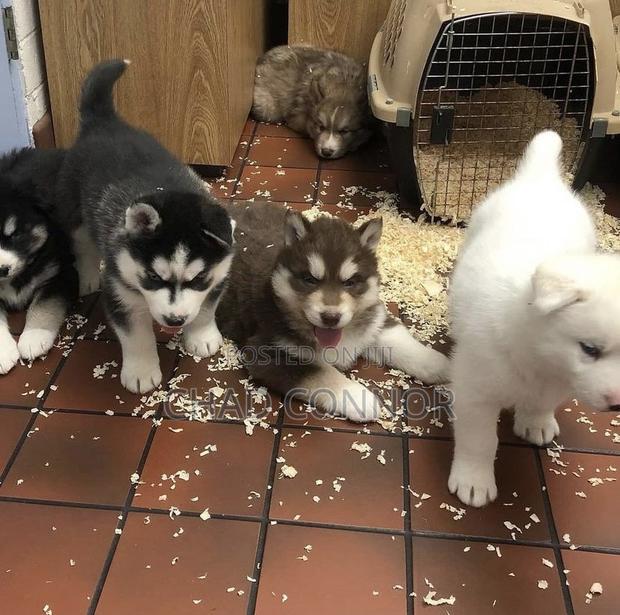 1-3 months Male Purebred Siberian Husky · Photo 6