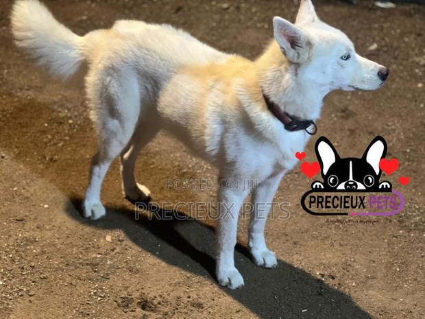 Male Siberian Husky for Stud / Mating / Crossing · Photo 1