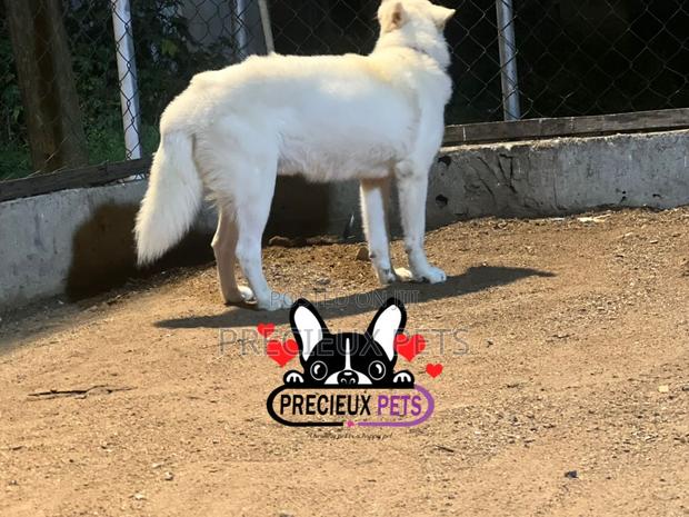 Male Siberian Husky for Stud / Mating / Crossing · Photo 2