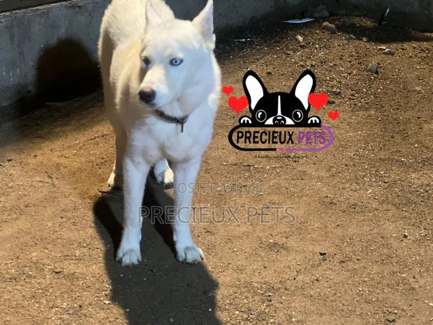 Male Siberian Husky for Stud / Mating / Crossing · Photo 5