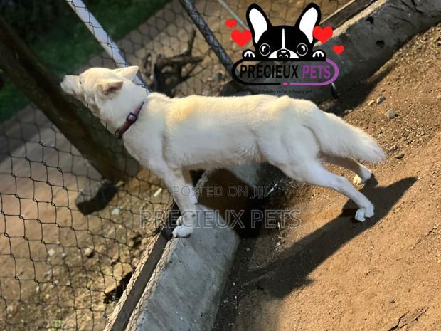 Male Siberian Husky for Stud / Mating / Crossing · Photo 4