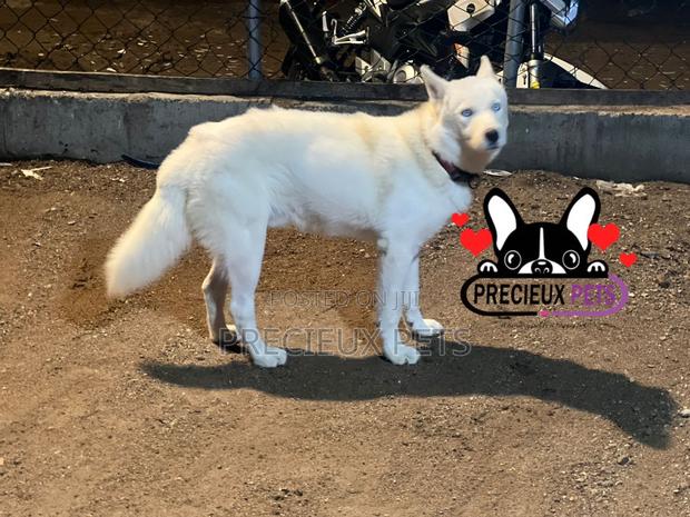 Male Siberian Husky for Stud / Mating / Crossing · Photo 3