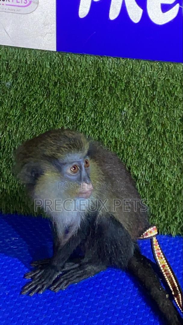 Baby Mona Pet · Photo 1