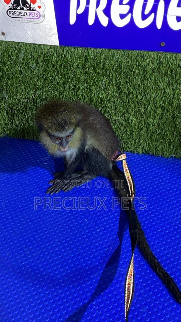 Baby Mona Pet · Photo 2