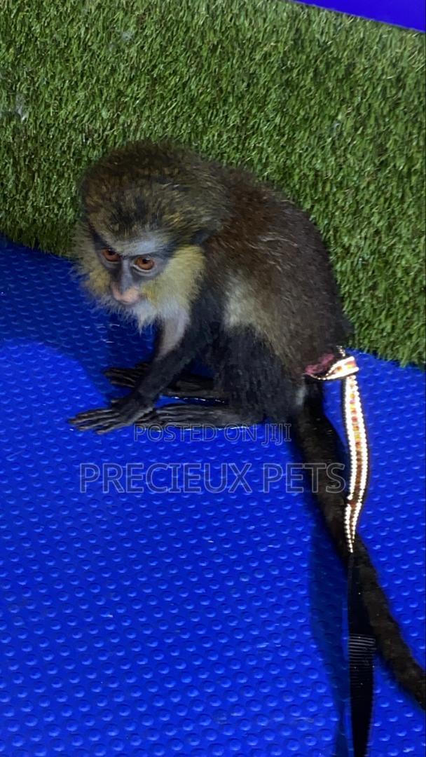 Baby Mona Pet · Photo 3
