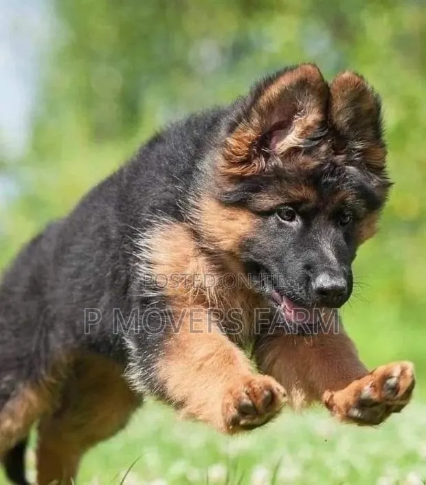1-3 months Male Purebred German Shepherd · Photo 1