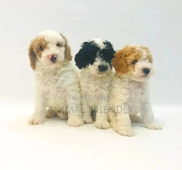 1-3 months Female Purebred Poodle · Photo 1
