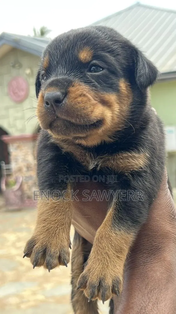 1-3 months Male Purebred Rottweiler · Photo 1