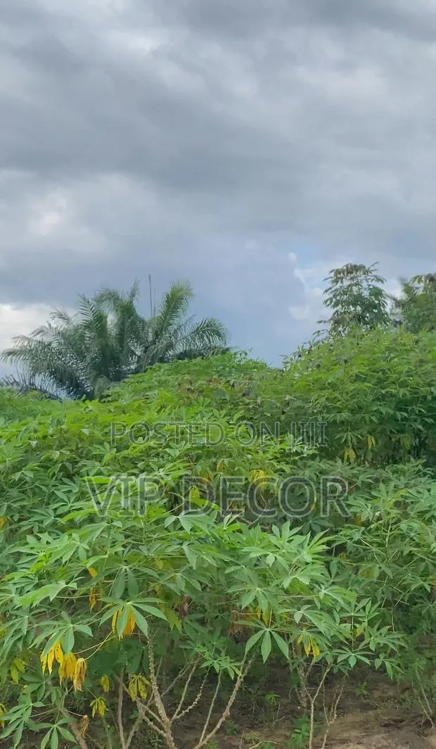 Cassava Farm · Photo 2