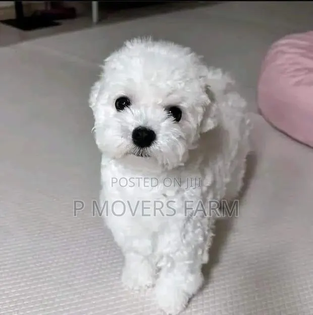1-3 months Male Purebred Poodle · Photo 1